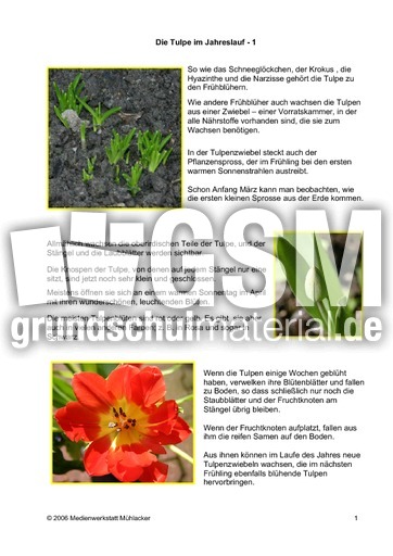 Die-Tulpe-im-Jahreslauf-1.pdf